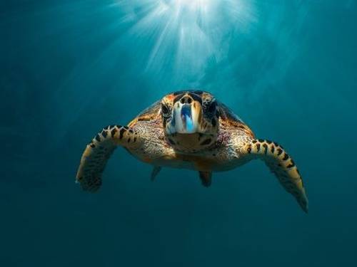 Dive Butler Amilla