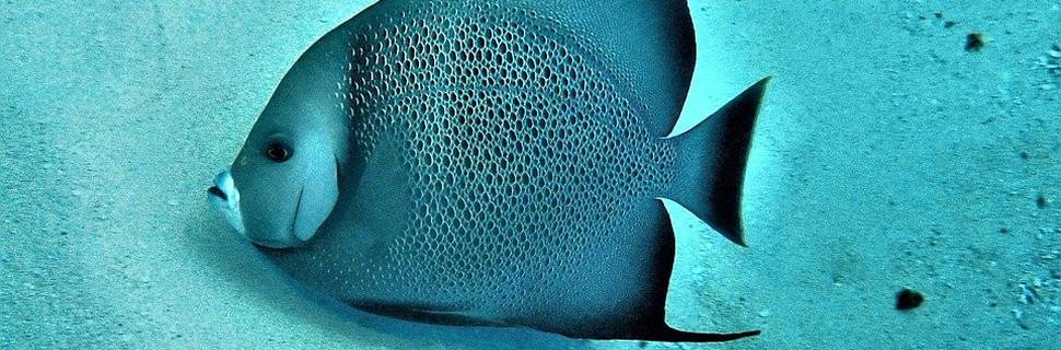 Ultimate Scuba Adventures