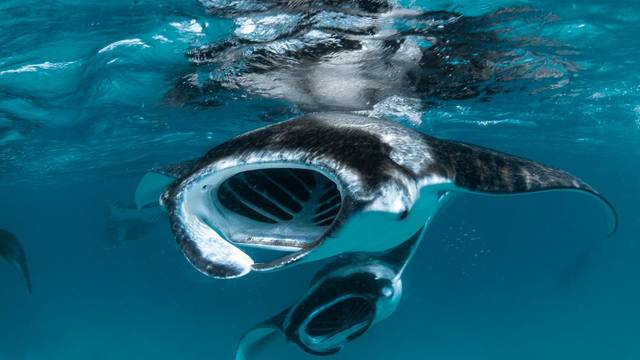 Dharavandhoo Divers