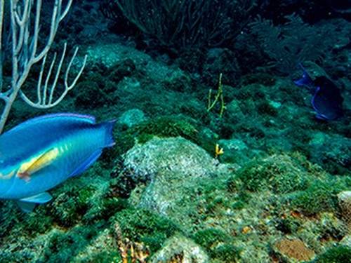 SeaPro Divers - Playa Blanca