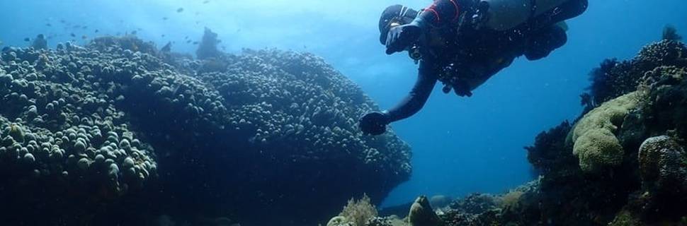 Dive J