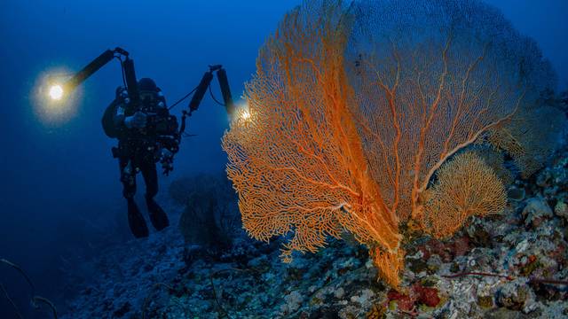 TGI Diving Gorgonia Beach