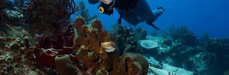 Jaguar Divers - Dive Shop in Playa del Carmen