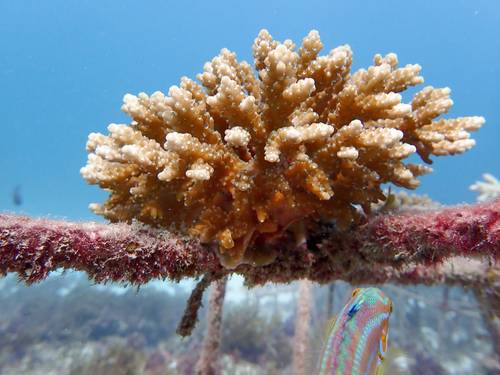 ReefoDivers Diani