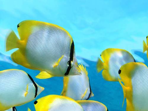 Dive Funatics