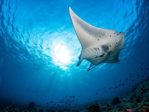 Bali Aqua - Nusa Penida Dive Center
