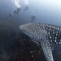 Big Blue Diving School Koh Tao