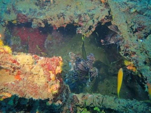 Our Ocean Diving