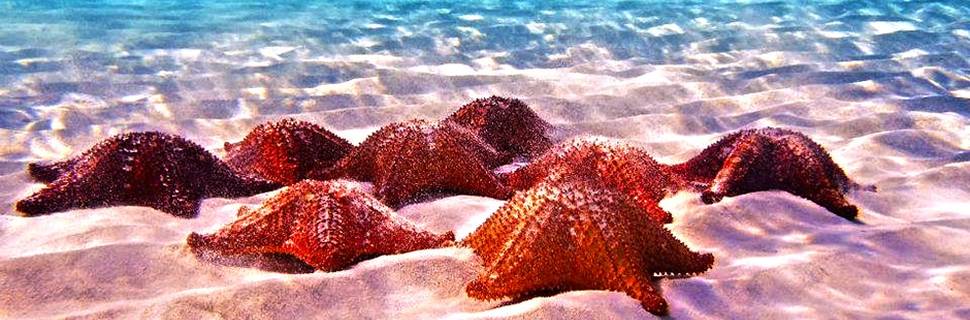 Snorkel El Cielo Cozumel