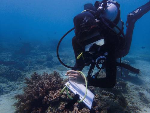 Marine Conservation Philippines