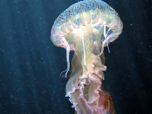 Centrum Nurkowania - Octopus Garden
