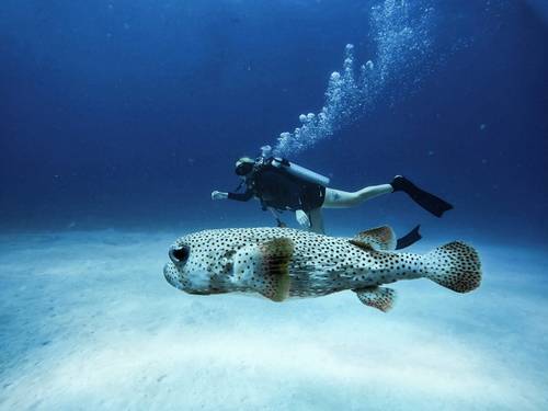 Dive it! Mexico