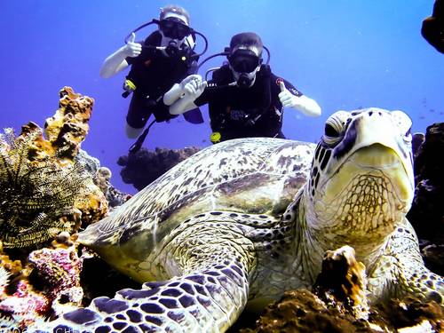 Dive Central Gili