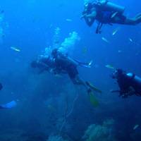 Turtle Bay Divers