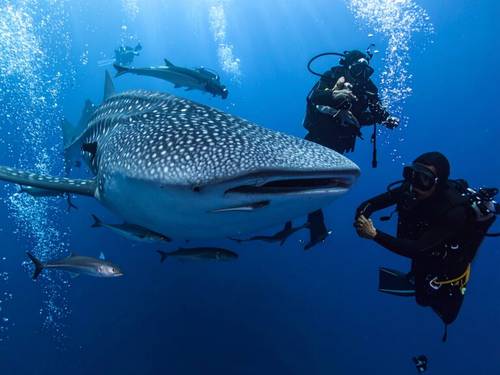 Fari Dive Center Dhigurah