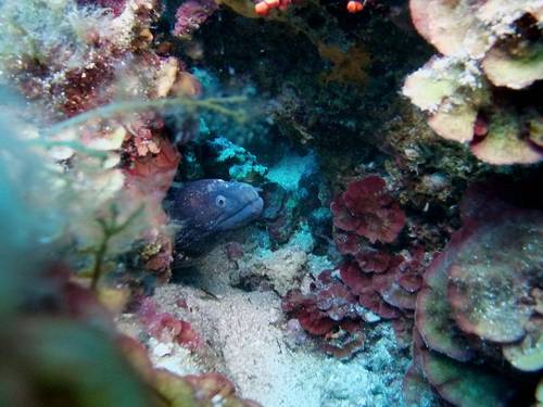 ArchiMete - Diving Capo Caccia