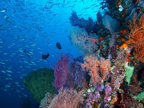Raya Divers Co, Ltd.