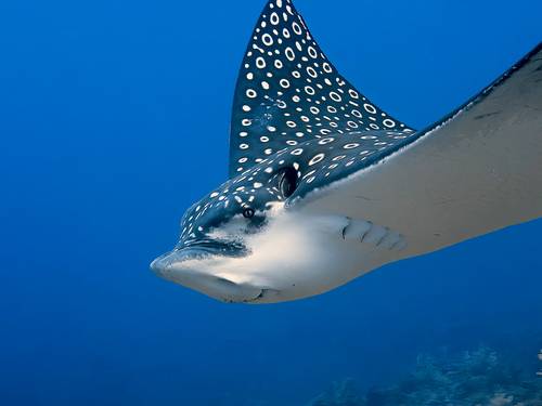 CozuDive – Scuba Diving & Snorkeling Cozumel