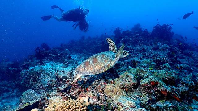 Jerrys Dive Club Rasdhoo