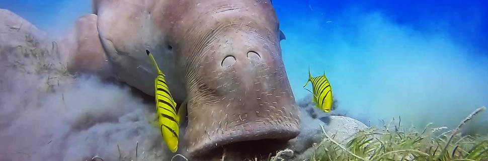 Globe Dive Clubs