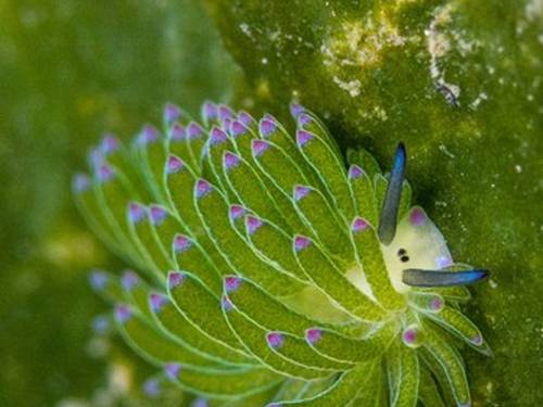 Phocea Bali