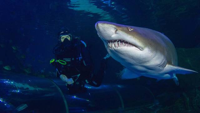 Blue Planet Aquarium