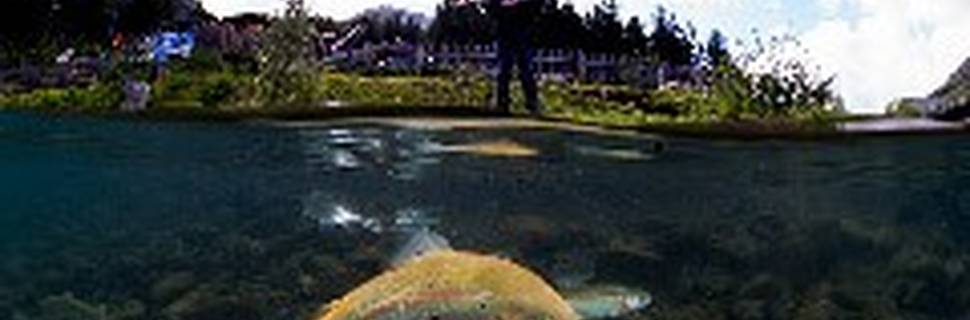 Alpenaquarium Grüblsee