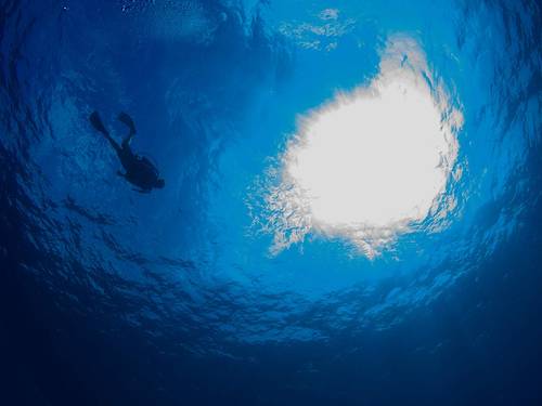 Cayman Turtle Divers