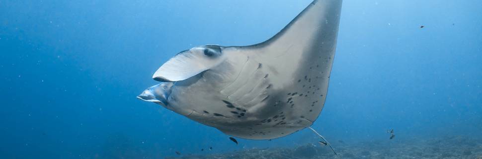 MANTASCAPE DIVING