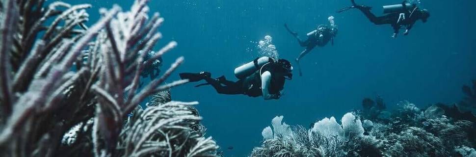 Reef Gliders