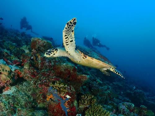Scuba Journey