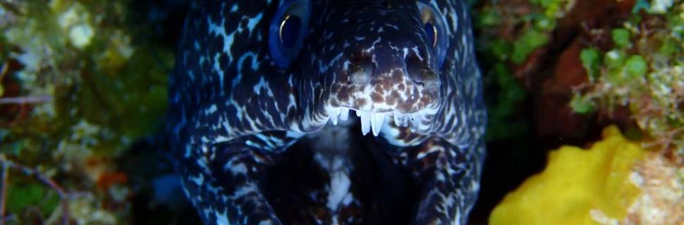 Dive with Martin