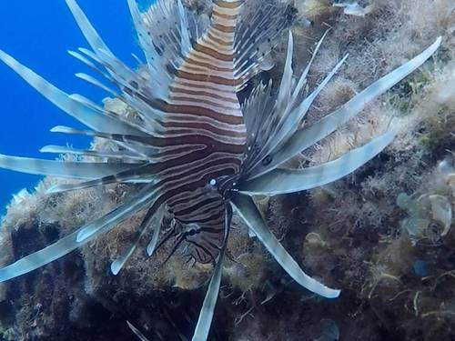 Waterhoppers Diving Schools