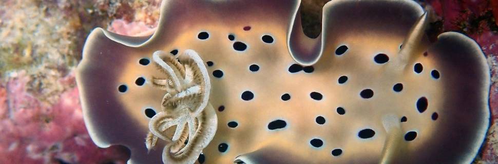 Sea Star Diving Maldives