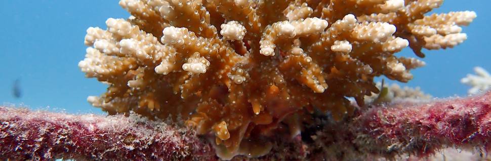 ReefoDivers Diani