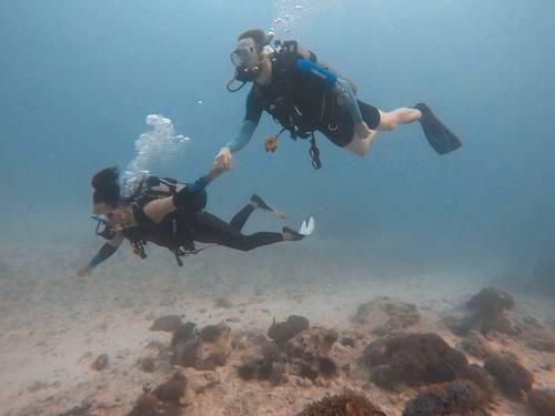 Pole Pole Divers