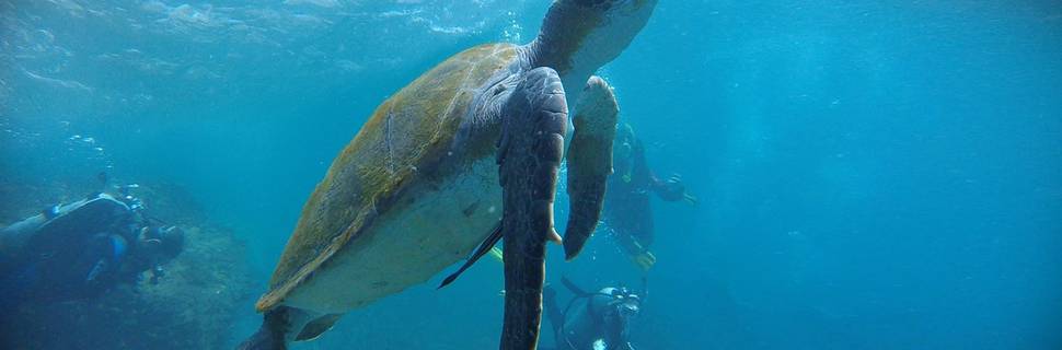 Mirissa Snorkeling Adventures