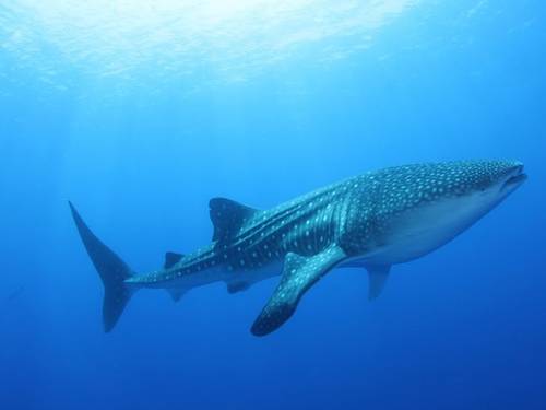 LUX* South Ari Atoll | Dive Centre