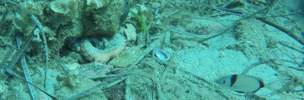 Dolphin Diving Skiathos