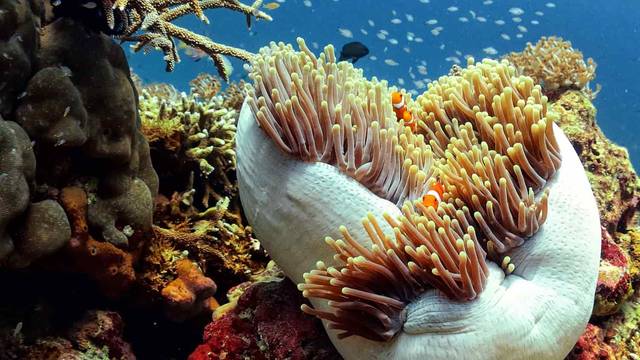Trawangan Dive