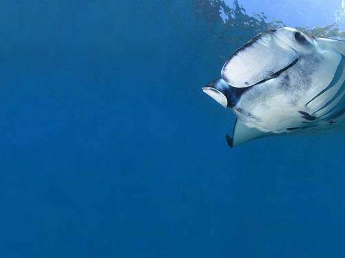 Dive Concepts Tulamben