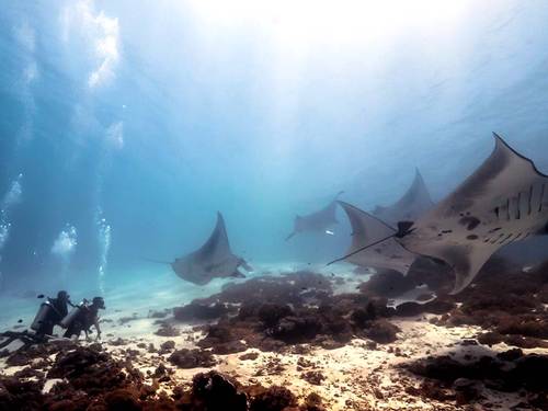 Dive Komodo