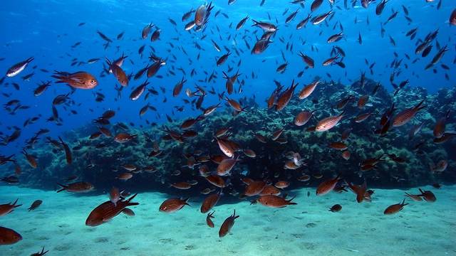Blue Island Divers
