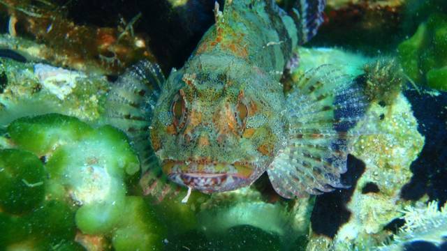 Blue Fin Divers Naxos Scuba Diving Center - PADI 5 Star IDC Resort
