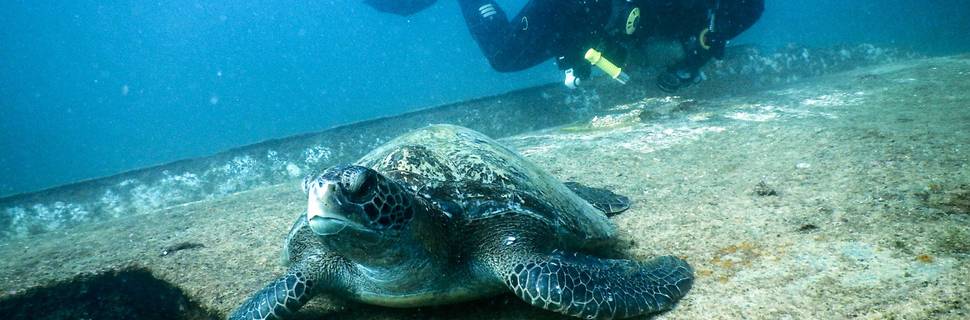 Best Adventures in Baja Scuba Snorkeling diving tours Cabo
