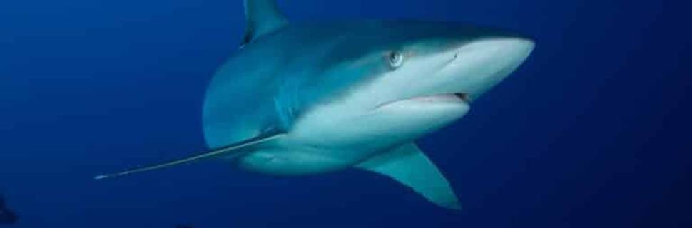 Shark Diving Mozambique