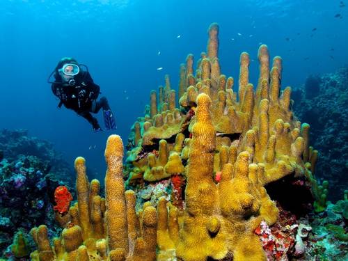 Anse Chastanet Scuba St Lucia