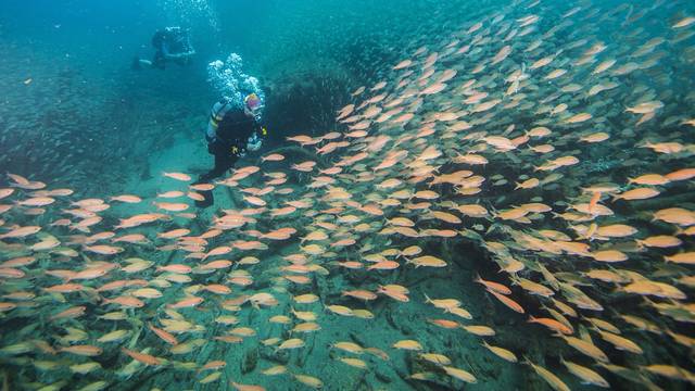 Discovery Diving Co., Inc.