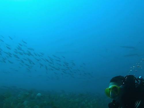 Go Diving