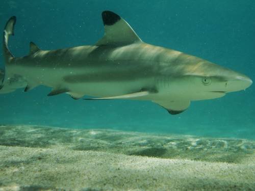 Gozo Azul Diving
